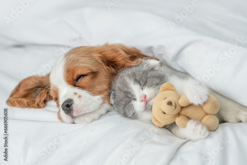 Cavalier King Charles Spaniel sleeps with tiny kitten on the bed at home. Kitten hugs toy bear