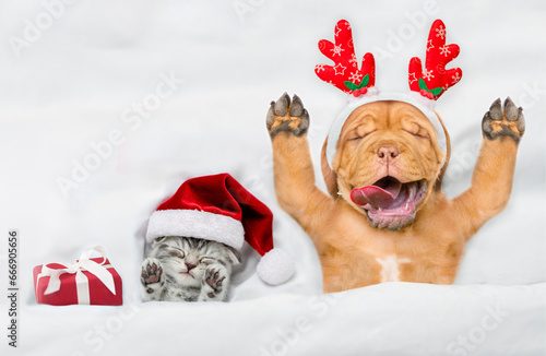 Happy mastiff puppy dressed like santa claus reindeer Rudolf sleeping with cozy kitten and gift box under white blanket at home. Top down view