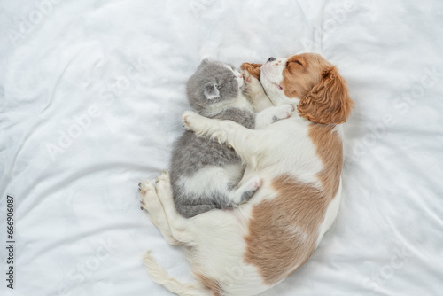 Cavalier King Charles Spaniel sleeps with tiny kitten on the bed at home. Top down view. Empty space for text © Ermolaev Alexandr