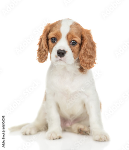 Cavalier King Charles Spaniel puppy sits in front view and looks at camera. Isolated on white background