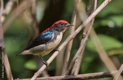 Scarlet-backed Flowerpecker

One of many flowerpeckers in which the male is brightly-colored and the female is predominantly brown. photo