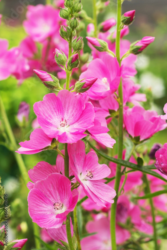 Blooming pink ornamental Sidalcea  a genus of plants in the Malvaceae family  common in western North America.