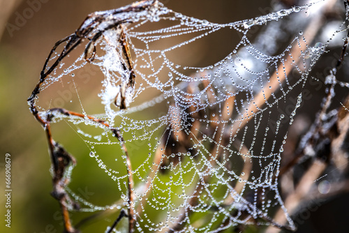 spider web with dew drops