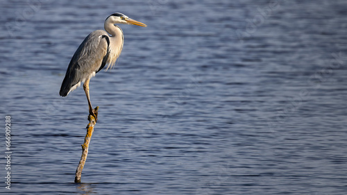 grey heron sitting on perch over water photo