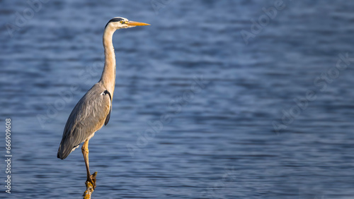grey heron sitting on perch over water