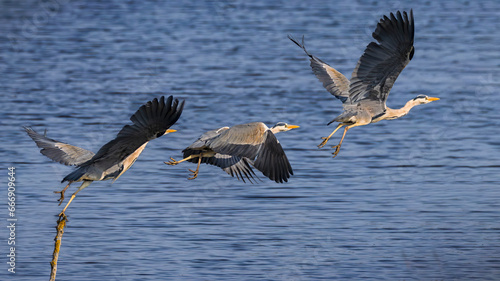 take off sequence of a grey heron