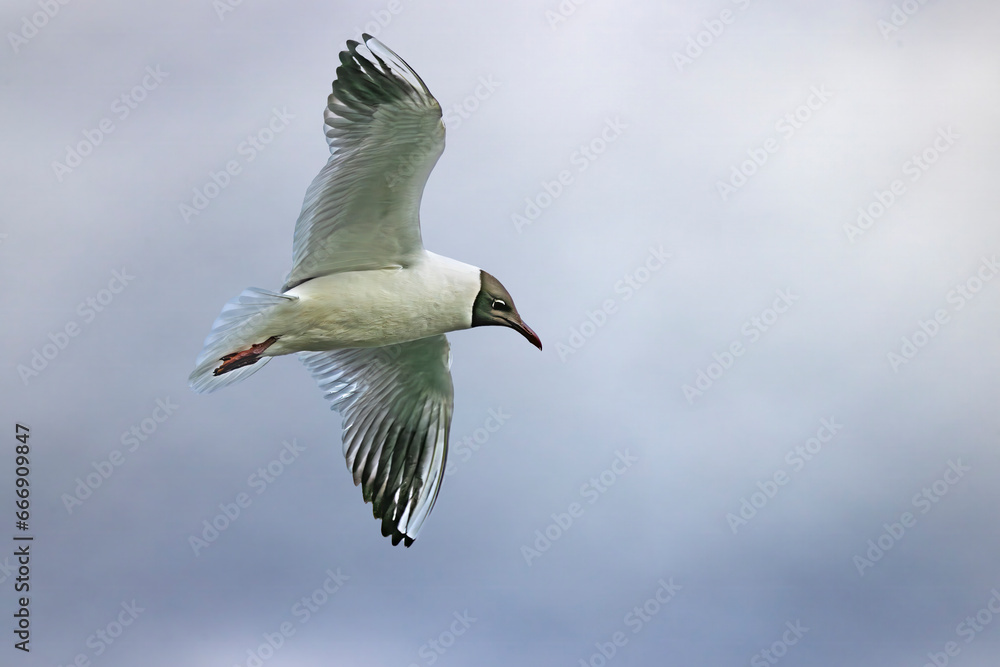 Obraz premium Black Headed Gull flying 