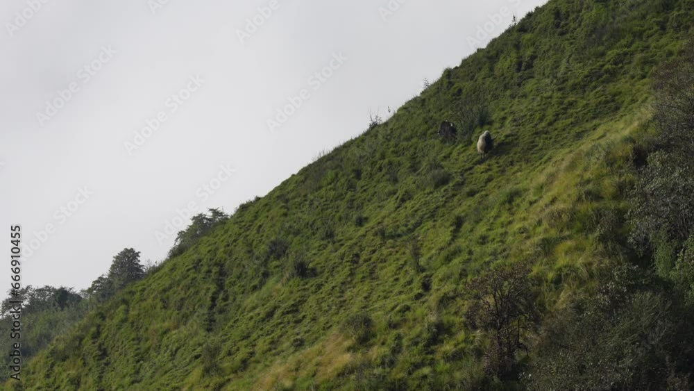 Some yaks grazing on mountain pasture in the morning light and fog in the Himalayas of Nepal. Some yaks grazing on mountain pasture in the morning light and fog in the Himalayas of Nepal.