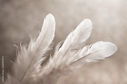 White feathers and an atmosphere of warmth  calm and lightness