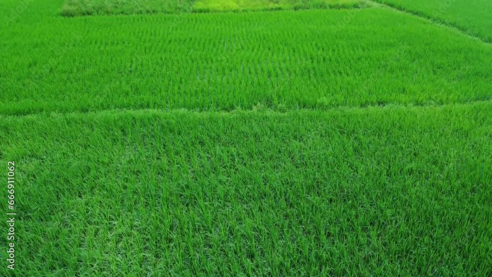 Aerial view shot of vast paddy fields. Aerial view shot of vast paddy fields.