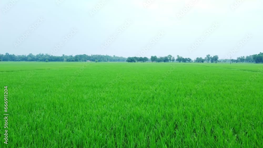 Aerial view shot of vast paddy fields. Aerial view shot of vast paddy fields.