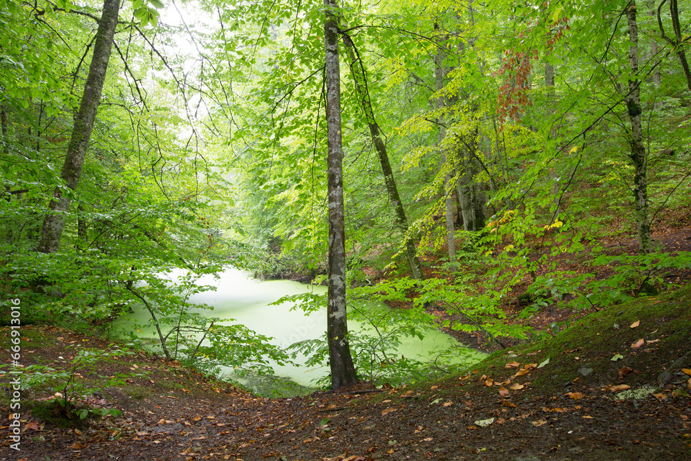 Fototapeta premium Summer landscape in (seven lakes) Yedigoller Park Bolu, Turkey