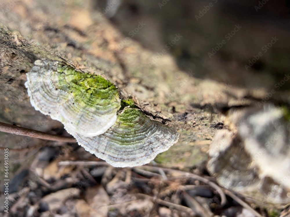Obraz premium Turkey Tail Mushroom on Tree Stump