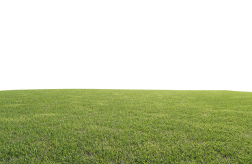 beautiful green field with flower and grass