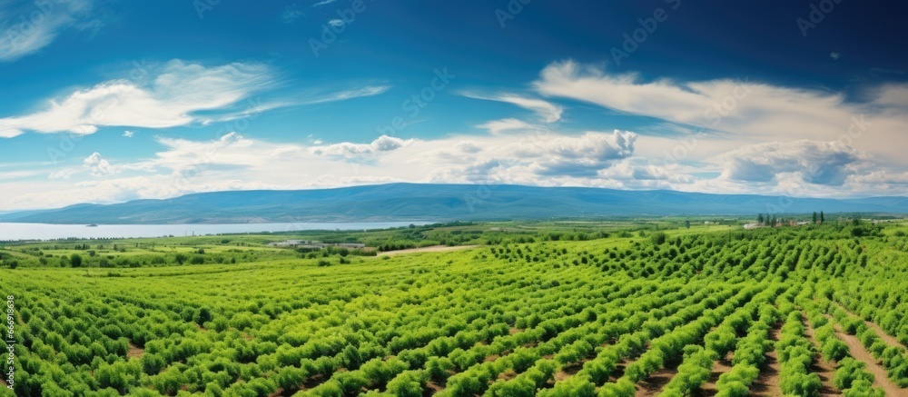 180 degree panoramic aerial view of a picturesque apple orchard with a beautiful blue sky as the backdrop showcasing themes of agro industrial business and gardening 180 degree panoramic aerial view of a picturesque apple orchard with a beautiful blue sky as the backdrop showcasing themes of agro industrial business and gardening
