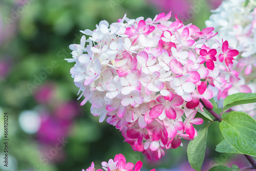 Blooming cluster of paniculate hydrangea 'Diamond Rouge' in a country garden yard. photo