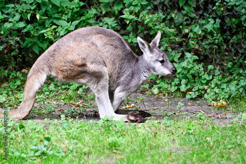 An Yellow-footed Rock Wallaby jumping
