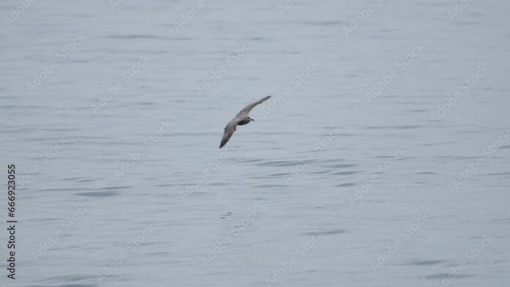 Birds gracefully float on calm water, with one taking flight, showcasing its extended wings. Birds gracefully float on calm water, with one taking flight, showcasing its extended wings.