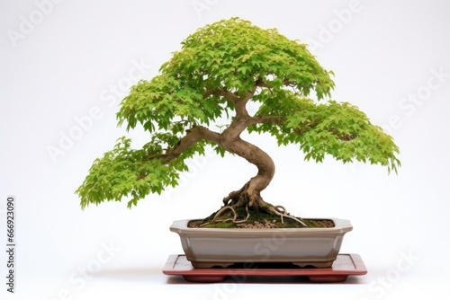 bonsai tree with identification tag