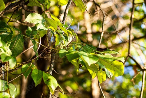 Closeup of green leaves of a tree in sunlight by a lake