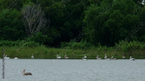 Wallpaper Mural One in the front moving to the left while a flock at the back at the edge of the water moving also together to the left, Spot-billed Pelicans Pelecanus philippensis, Thailand. Torontodigital.ca