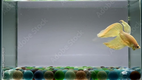 Betta fish Fancy Gold Veiltails from Thailand, Siamese fighting fish on isolated Black, Blue or Grey background. photo