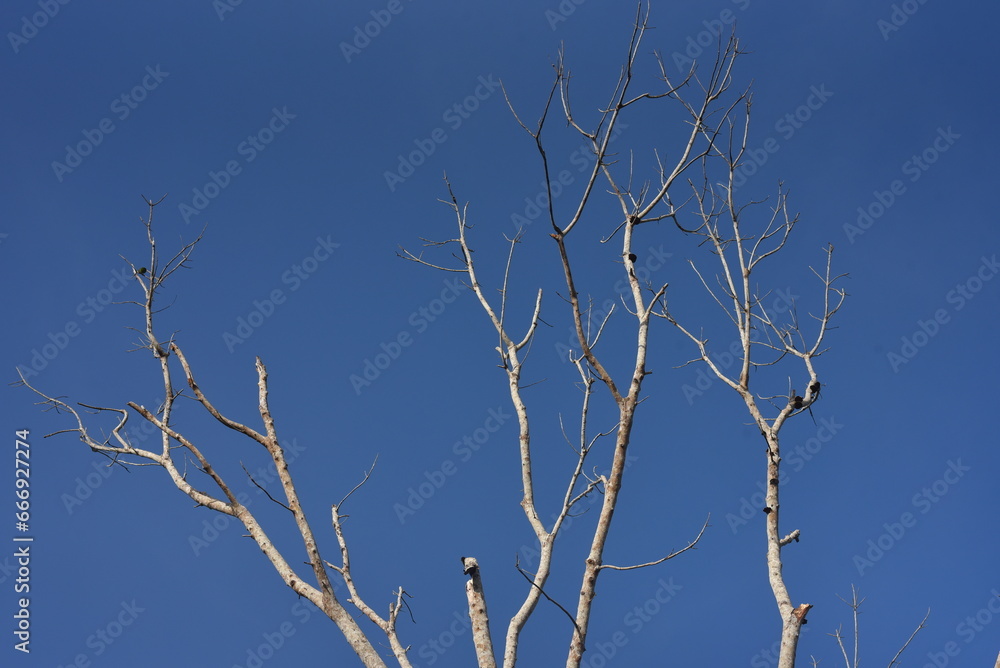 Bare branches stretch upwards, silhouetted against a vivid blue sky Bare branches stretch upwards, silhouetted against a vivid blue sky