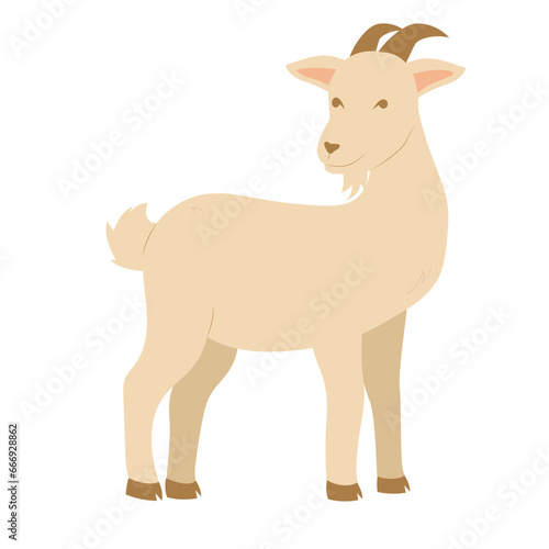 White Goat With Horns | Eid Adha Edition