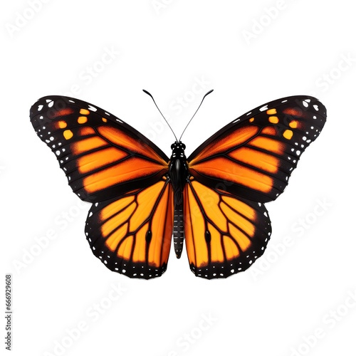 Monarch beautiful isolated on transparent background,transparency 