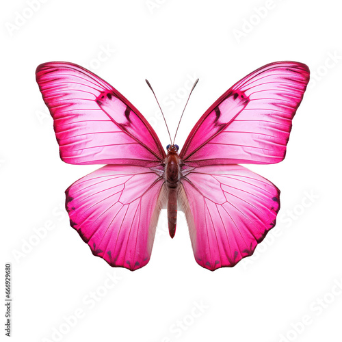 Pink butterfly isolated on transparent background,transparency  © SaraY Studio 