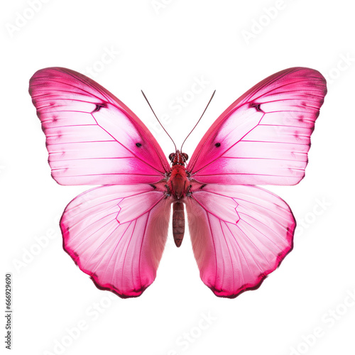 Pink butterfly isolated on transparent background,transparency  © SaraY Studio 