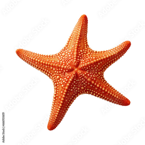 Star fish isolated on transparent background,transparency  © SaraY Studio 
