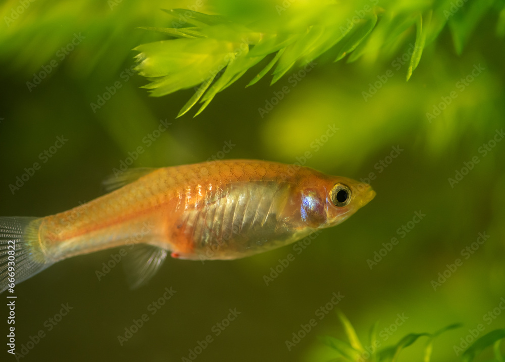Female guppy in aquarium. Selective focus with shallow depth of field. Female guppy in aquarium. Selective focus with shallow depth of field.