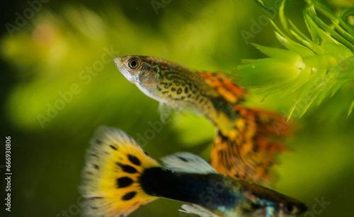 Several of guppy in aquarium. Selective focus with shallow depth of field.