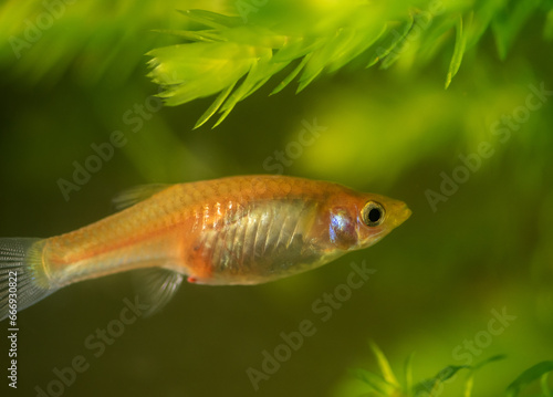 Female guppy in aquarium. Selective focus with shallow depth of field.