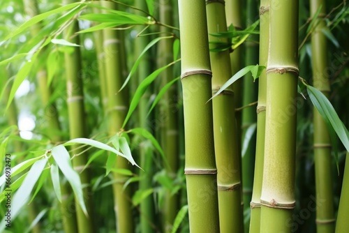 detail of a thick stand of bamboo stalks