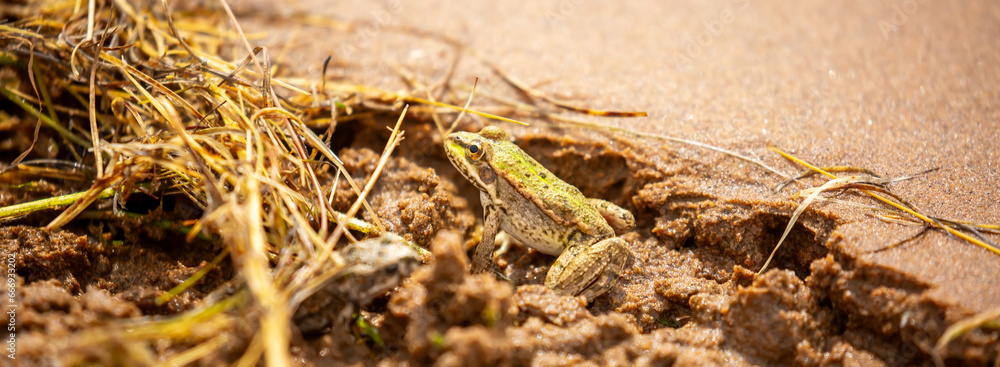 The frog sits on the sand on the shore of the lake. Beautiful wildlife landscape with place for text. The concept of protecting wildlife and ecology. The frog sits on the sand on the shore of the lake. Beautiful wildlife landscape with place for text. The concept of protecting wildlife and ecology.