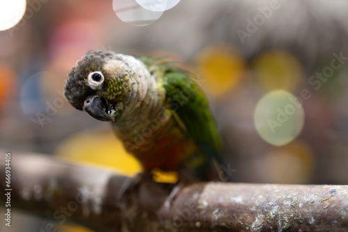 Close-up of Green cheeked conure looking at camera. The cute parrot tilts its head and looks at the camera. photo