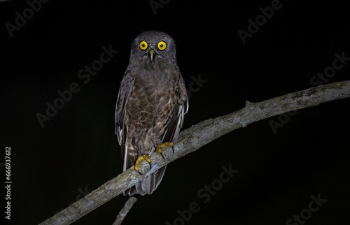 Hume's Boobook - Ninox obscura

A medium-sized, dark brown owl with distinctive yellow eyes founds in Andaman Island
