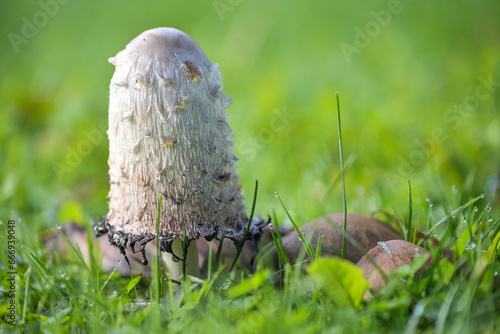 Shaggy ink cap mushroom (Coprinus comatus) growing in a green lawn, the gills beneath the white cap start to turn black and deliquesce into a liquid filled with spores, copy space photo