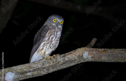Andaman Boobook

A compact owl with brownish face and upperparts founds only in Andaman Island
