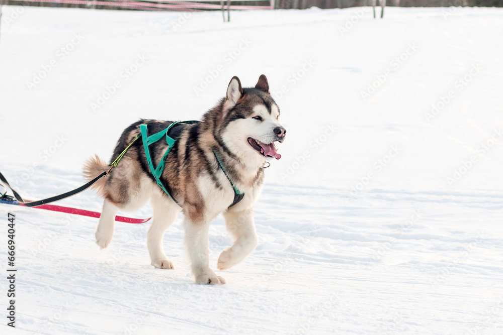 A purebred hardy domestic dog Alaskan Malamute in a dog sled runs along the snowy surface. A purebred hardy domestic dog Alaskan Malamute in a dog sled runs along the snowy surface.