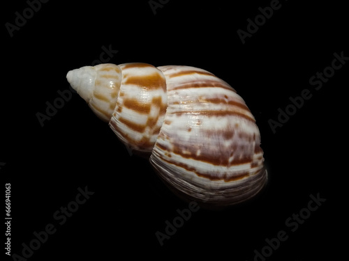 seashell isolated on black
