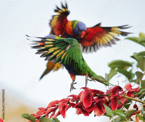 Leaping Lorikeets