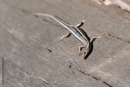 Skink on a log