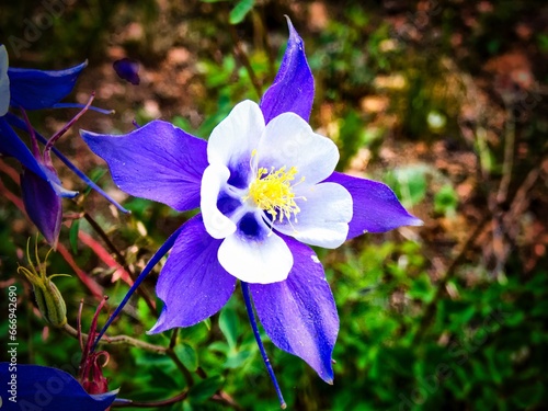 Purple Columbine in Colorado