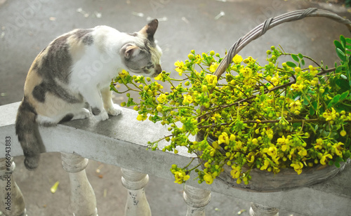 Cat portrait with cassia flower in basket