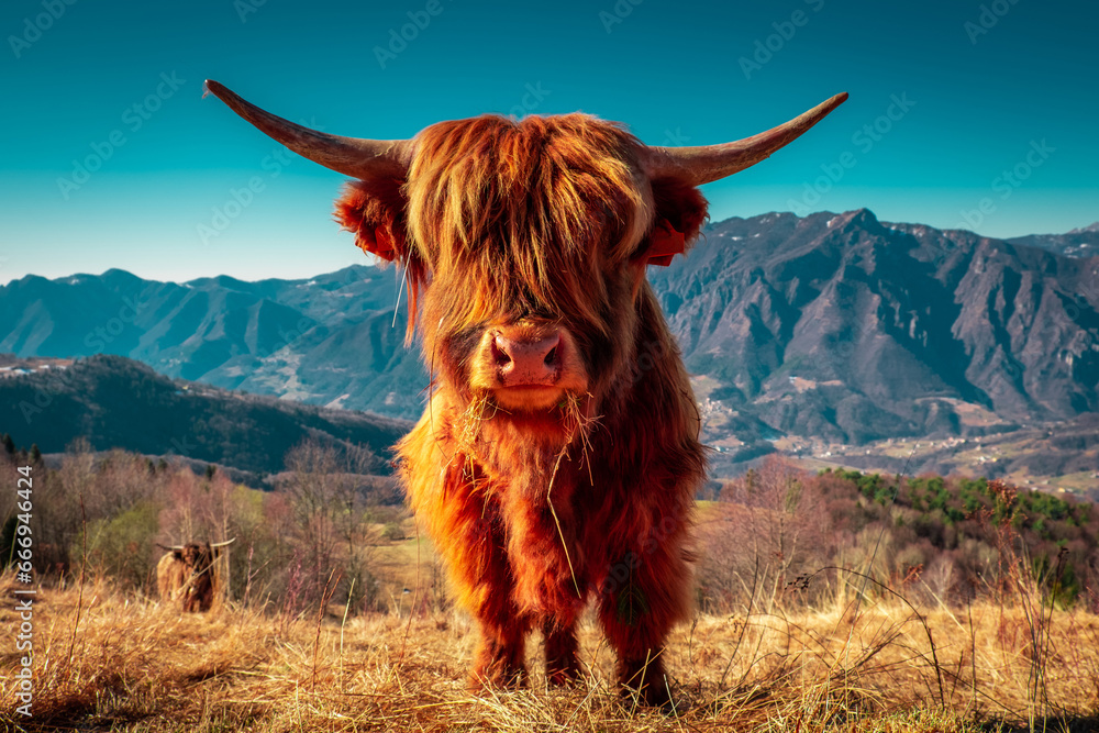 Highland cattle at pasture in mountain Hairy coo sustainable breeding for slaughter, Sustainability - obrazy, fototapety, plakaty 