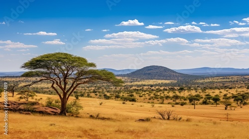 A vast  golden savanna with acacia trees on the horizon