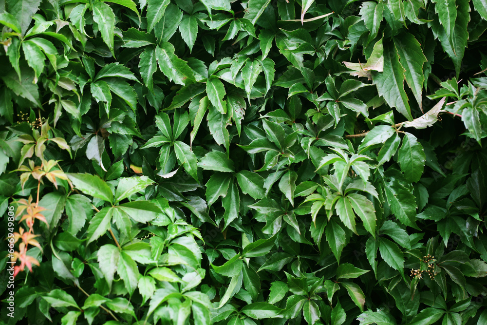 Leaf background. Climber plant pattern. Creeper plant texture. Gedge bush background. Natural summer wall. Home outdoor decoration. Green leaves texture. - obrazy, fototapety, plakaty 